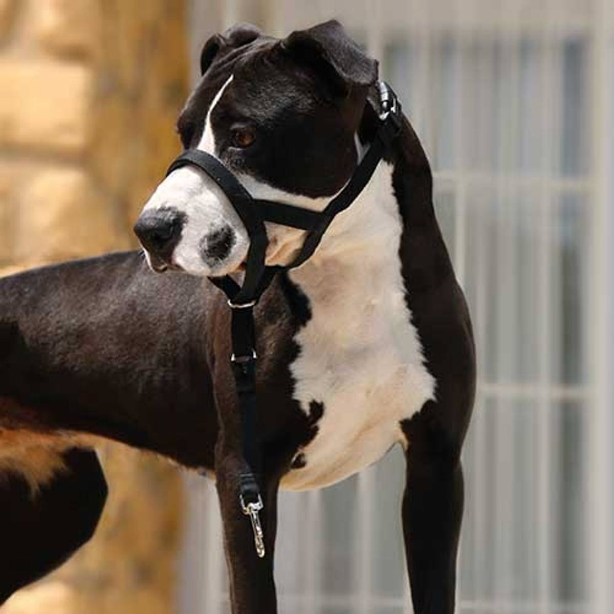 Dog Guider Hundefører bånd, Ibanez